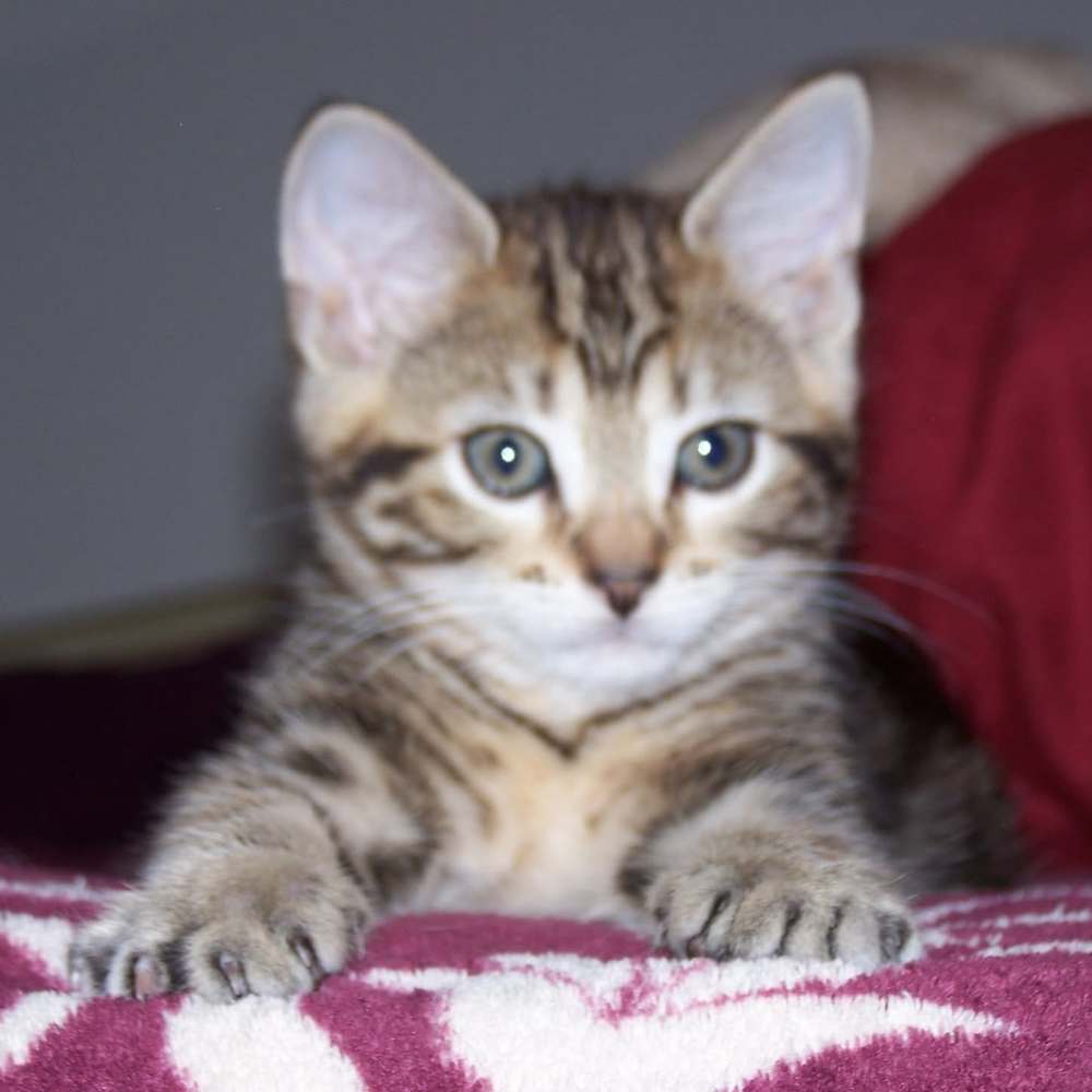 Meet your Posher, Carolyn candace